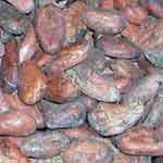 cacao-beans