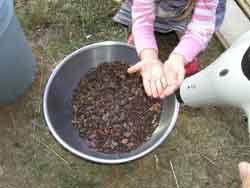 cocolate-beans-after-roast.jpg