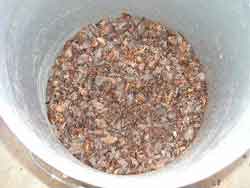 cocolate-beans-before-roast